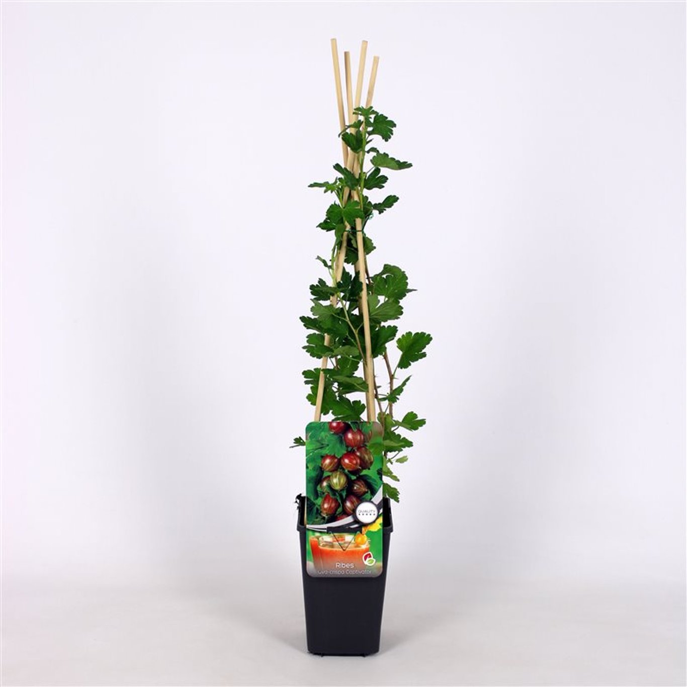 Ribes u.-c. 'Captivator' - C2 70/+ CM